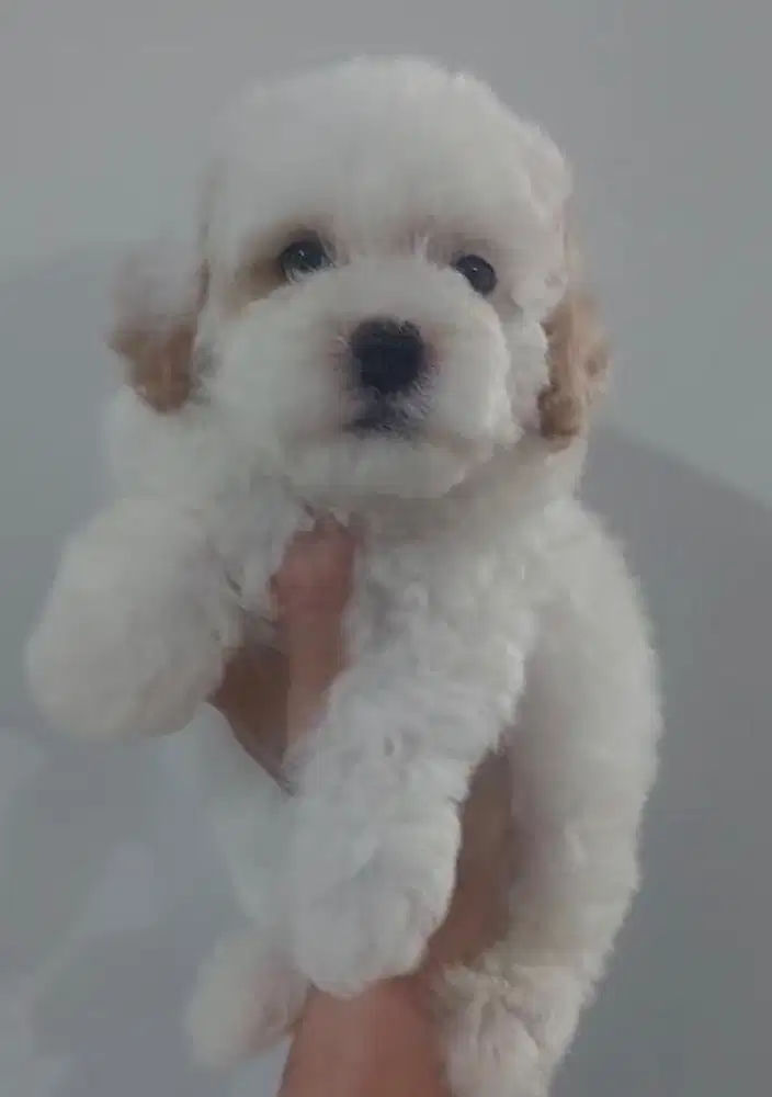 Puppies / anjing toy poodle partycolor