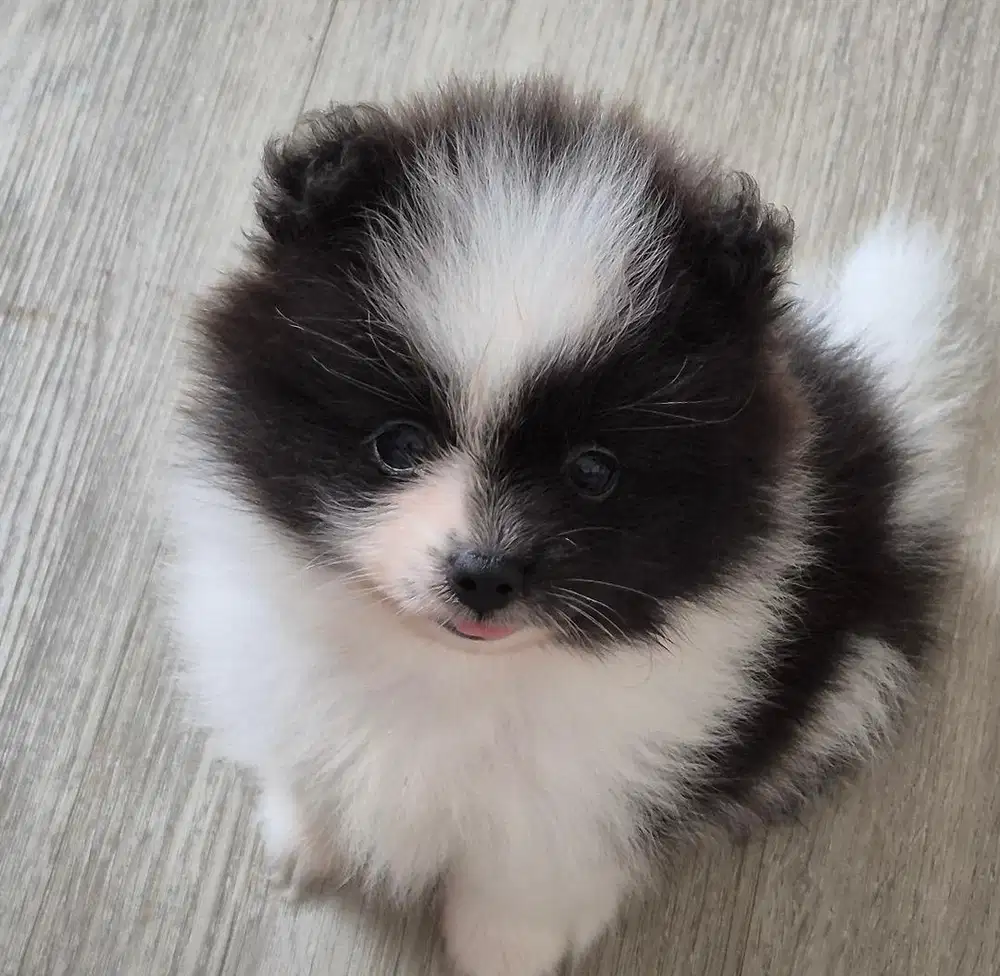 Puppies / anjing minipom panda (jantan)