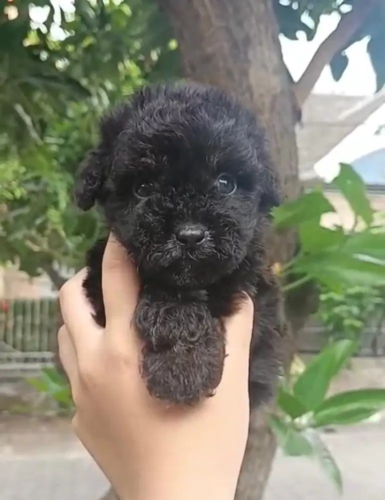 Puppies / anjing black toy poodle (jantan)