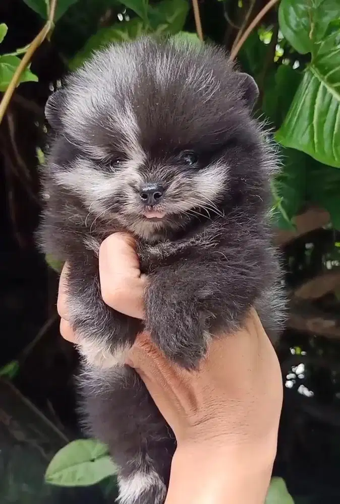 Anjing / puppies minipom jantan warna unik (merle)
