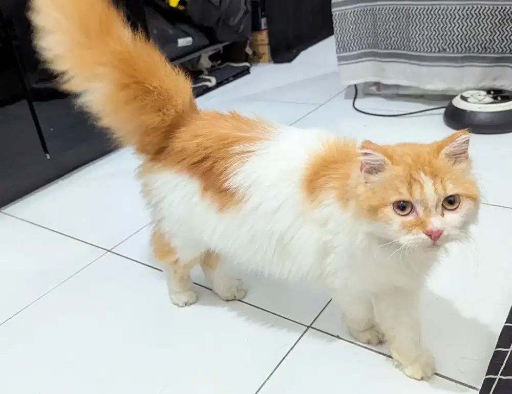 Kucing Persia Kitten Betina