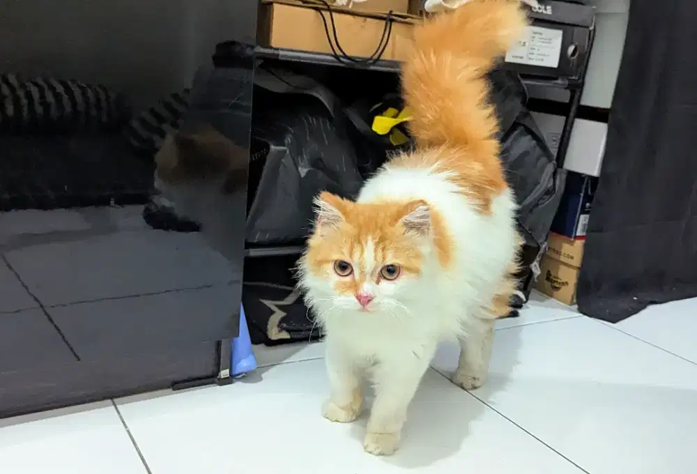 Kucing Persia Kitten Betina