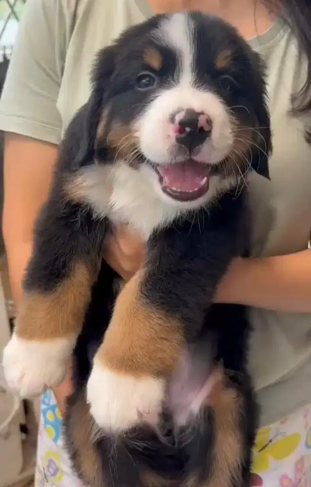 Puppies / anjing bernese mountain dog (betina)