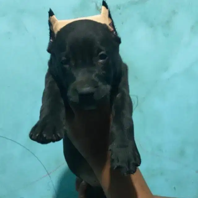 Puppies / anjing pitbull jantan sangar