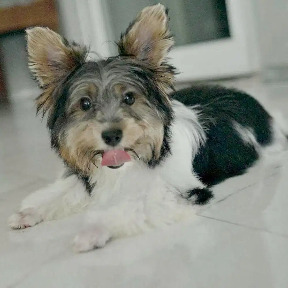 anjing biewer yorkie/yorkshire terrier super rare breed