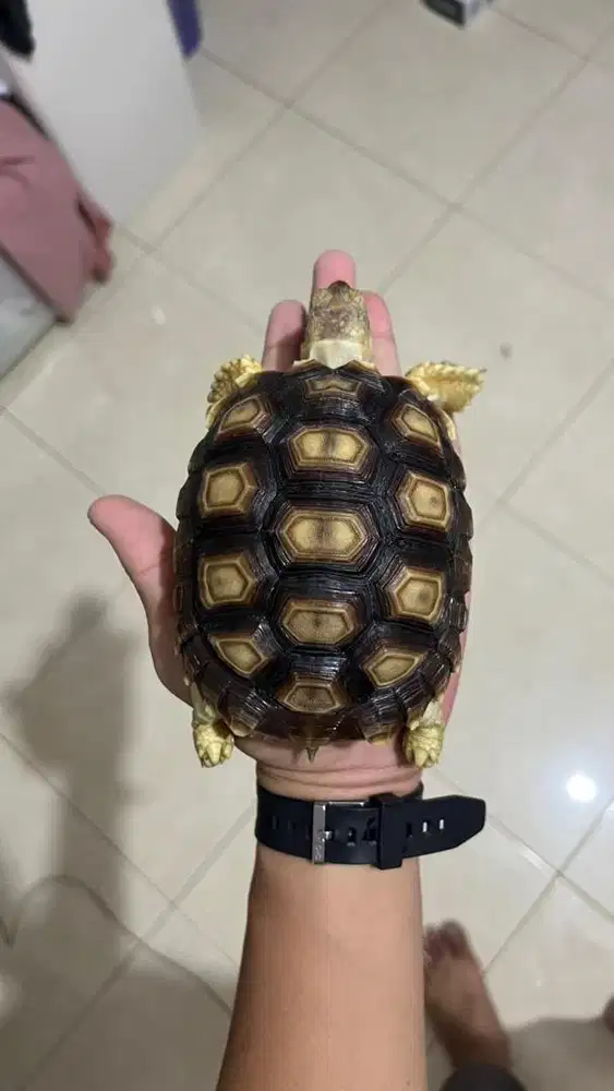 Kura kura darat SULCATA 12 cm mulus
