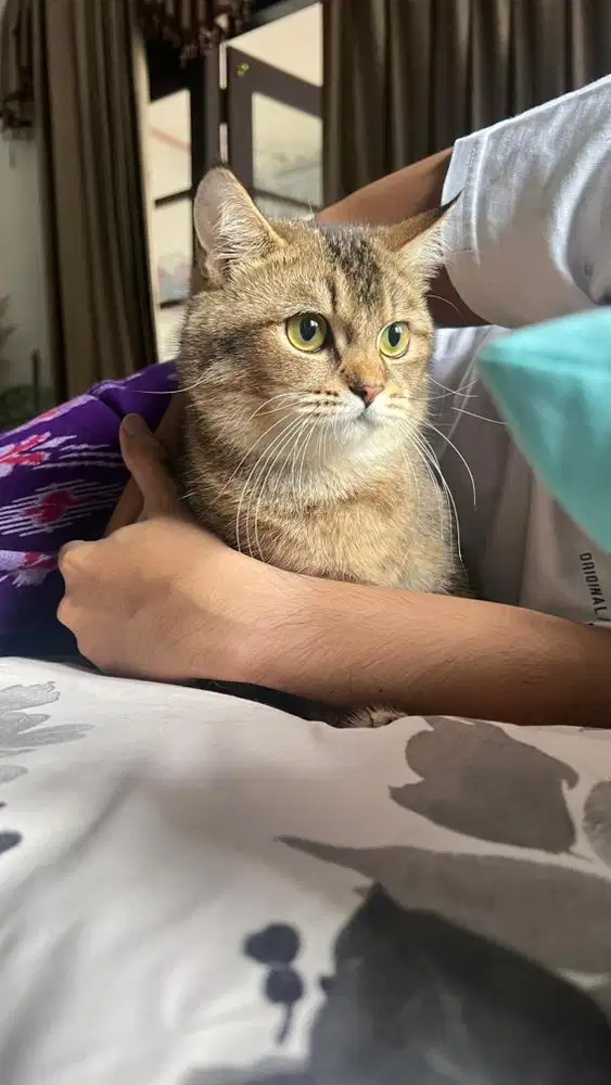 British Short Hair (BSH) Golden Mix