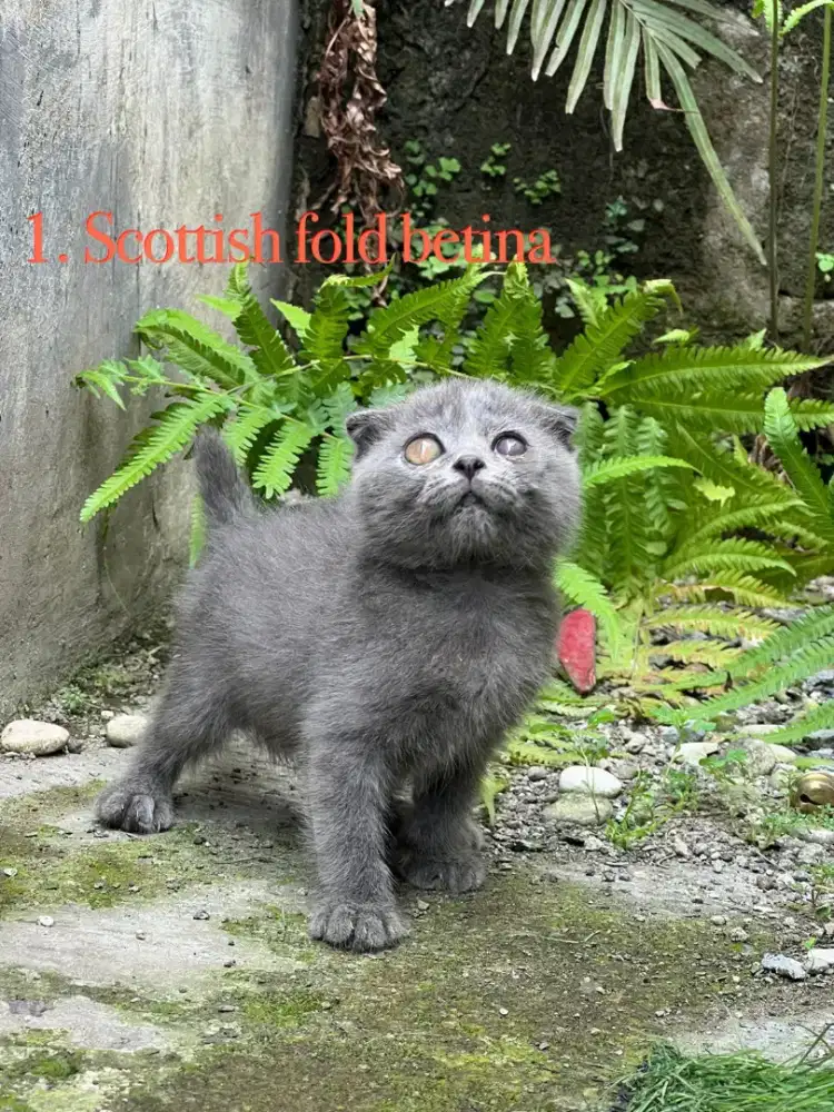 Kucing scottish fold betina