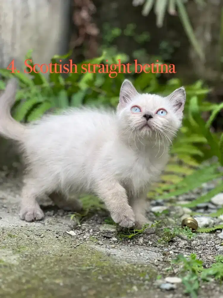 Kucing scottish straight betina