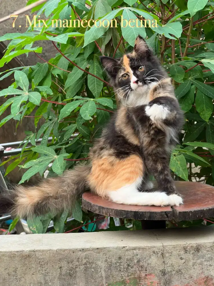 Kucing mix mainecoon betina