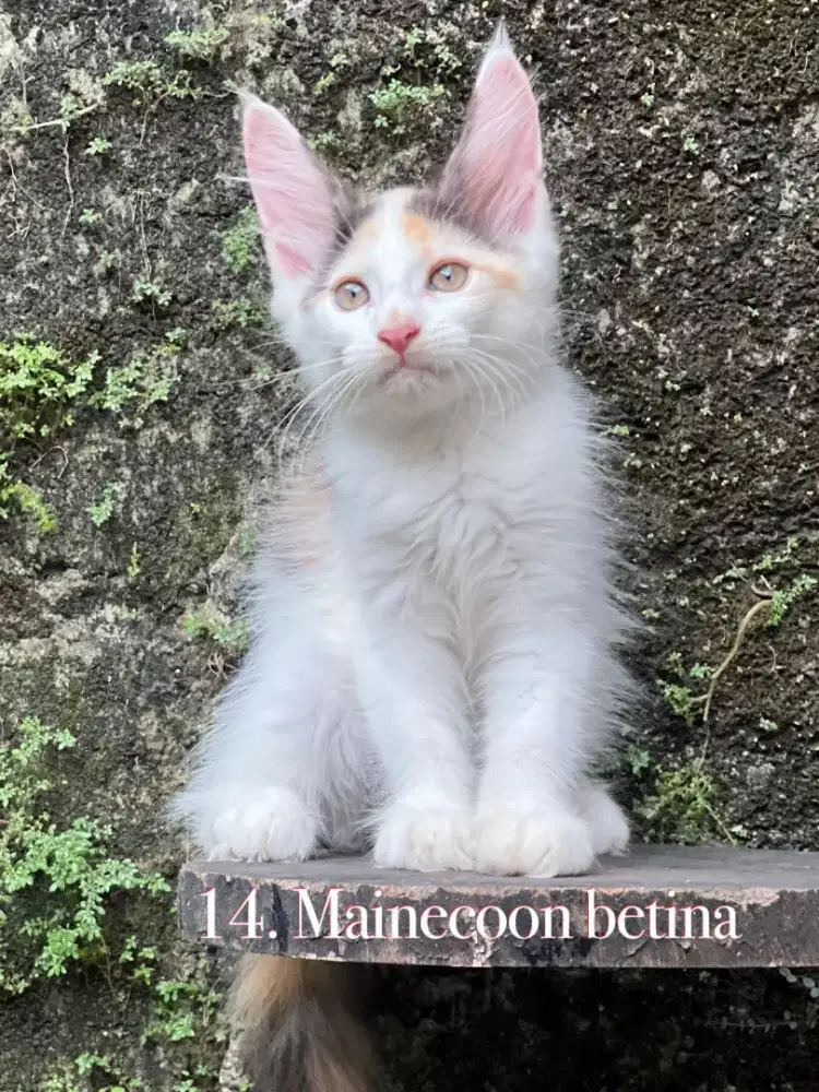 Kucing mainecoon pure anakan import