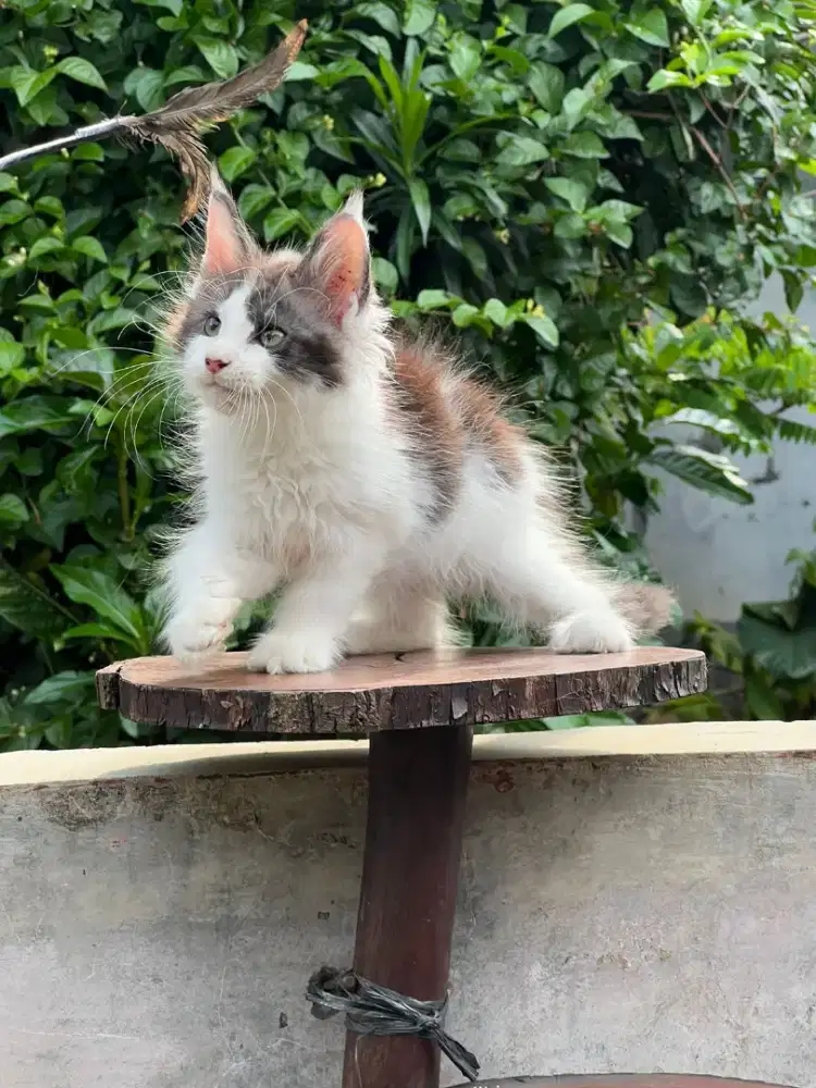 Kucing mainecoon pure anakan import