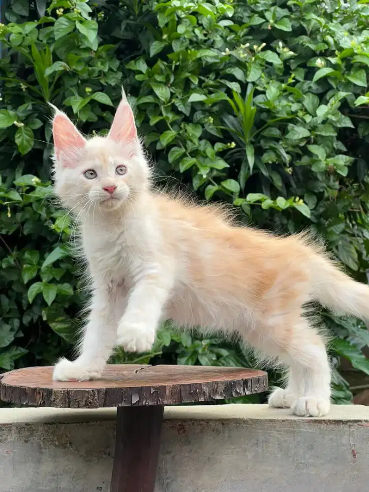 Kucing mainecoon pure anakan import
