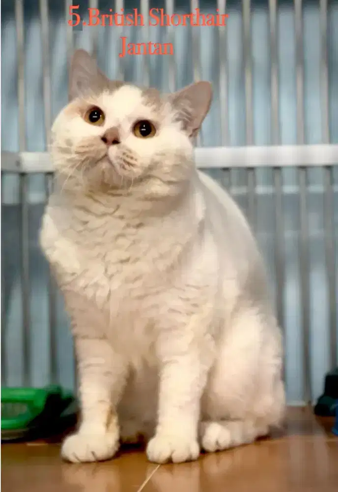 Kucing British shorthair anakan import