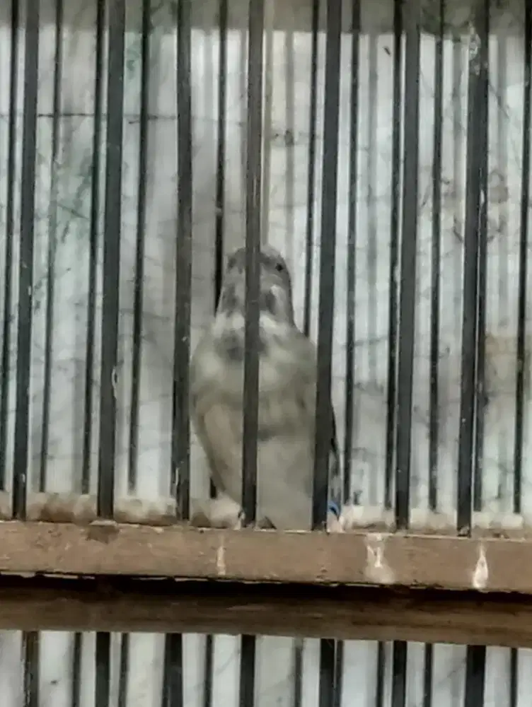 Blackthroat Gacor Dorrr