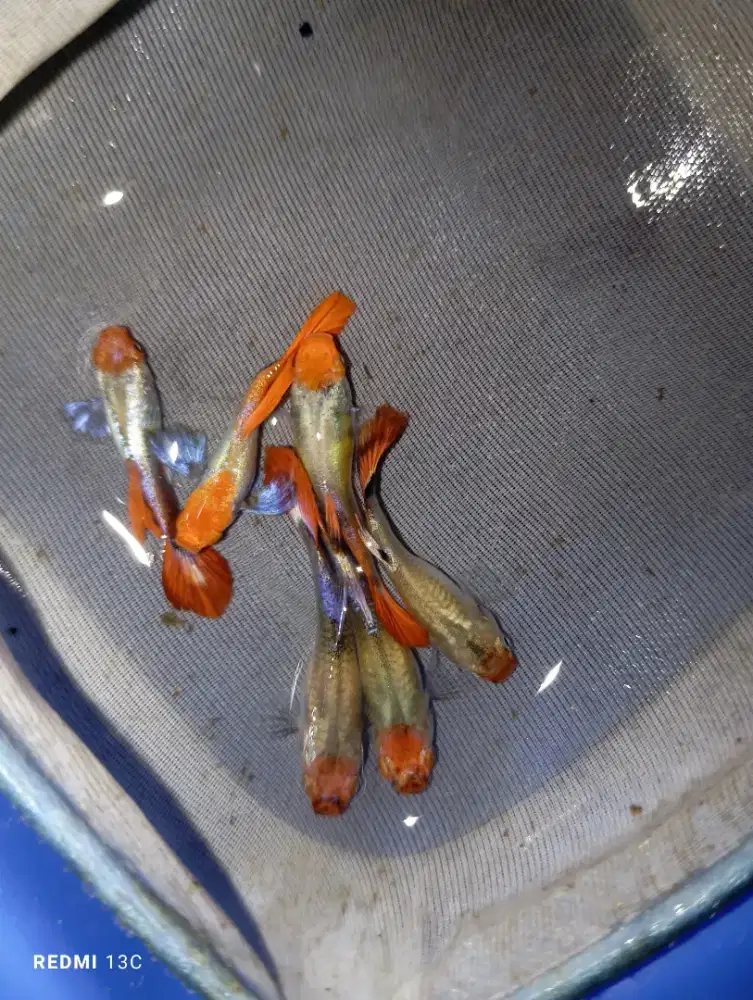 Ikan guppy tuxedo koi sepasang