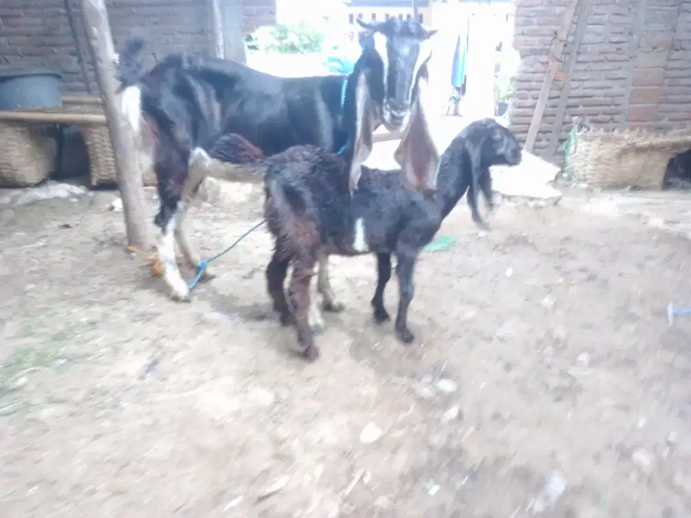 Jual kambing babon anak betina