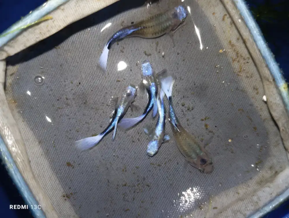 Sepasang ikan guppy tuxedo blue koi