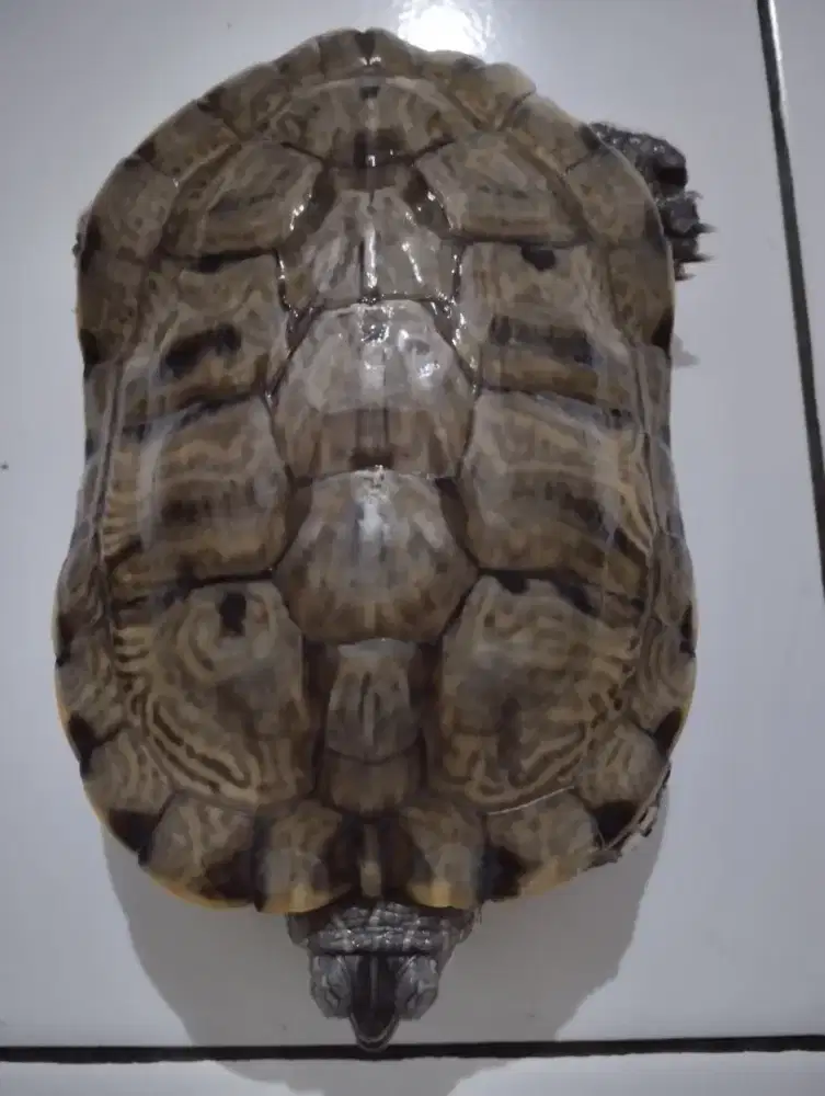 Kura - Kura Betina Brazil