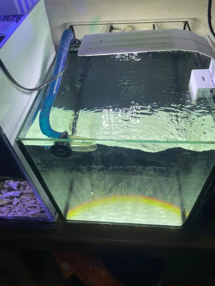 Akuarium laut 30 x 30