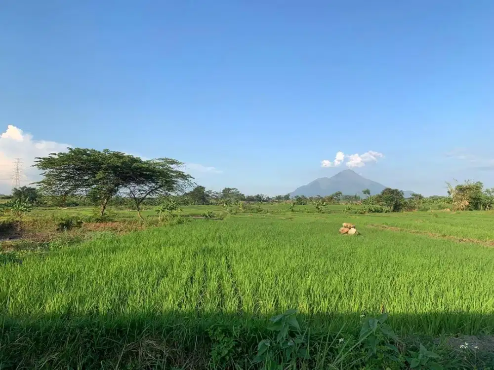 DIJUAL LAHAN TANAH Jalan Sawah, Desa Bakalan, Gondang, Mojokerto