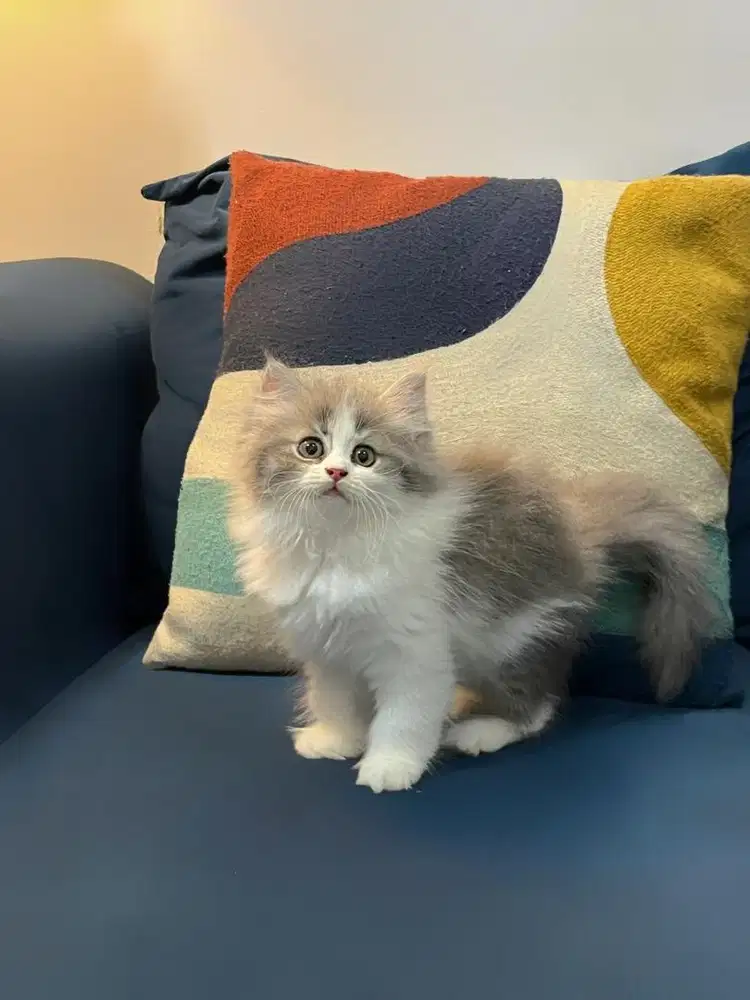 Betina 2,5bulan persian norwegian