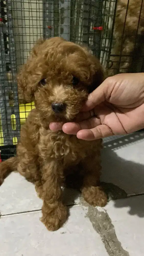 Red Toy Poodle Jantan