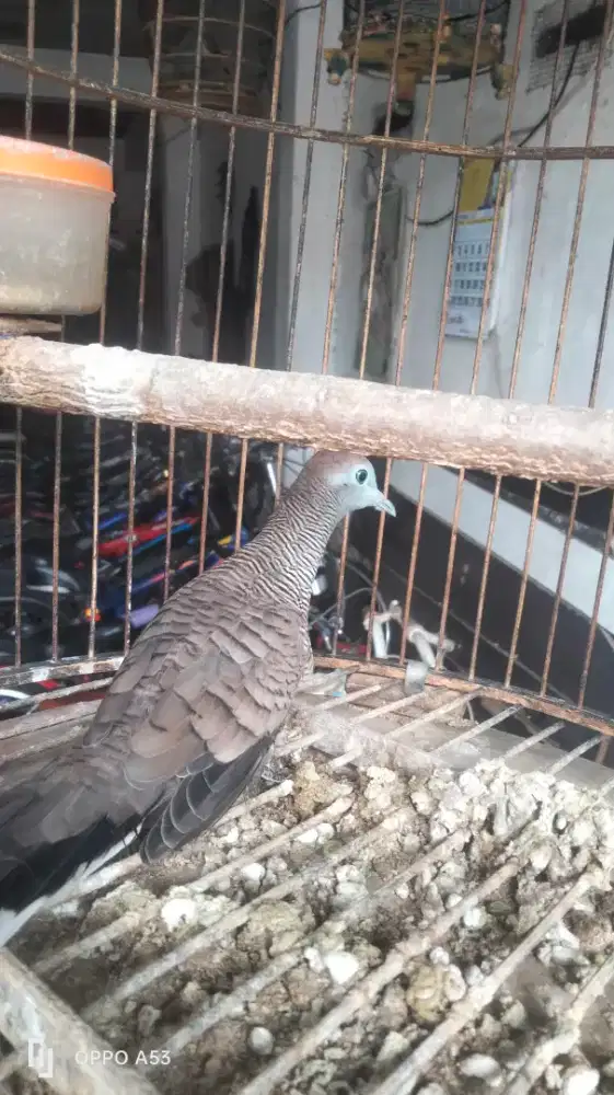 Burung perkutut bangkok