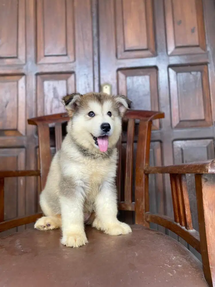 Jual alaskan malamute termurah