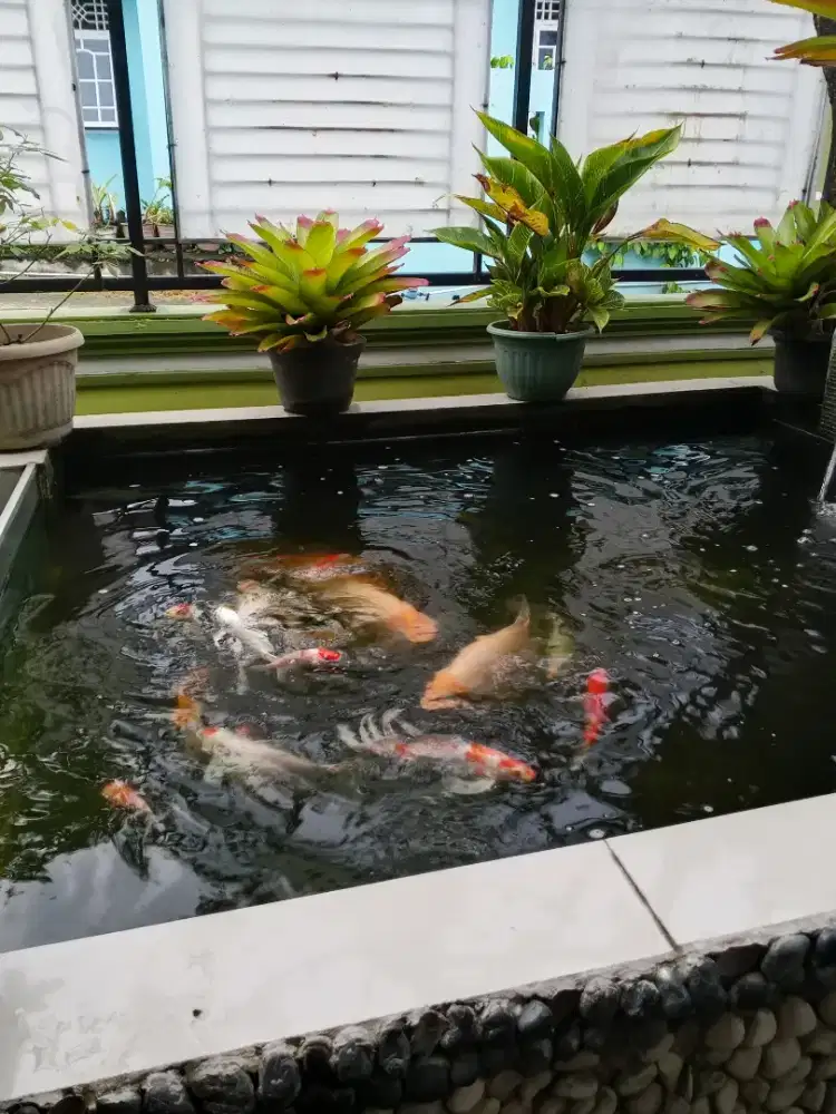borongan ikan koi+gurame hias albino