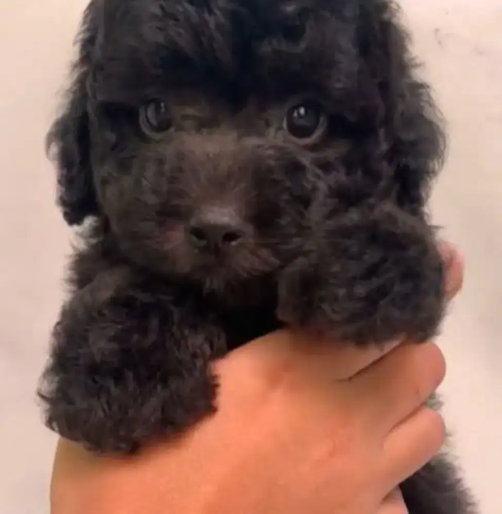 Anak anjing lucu poodle