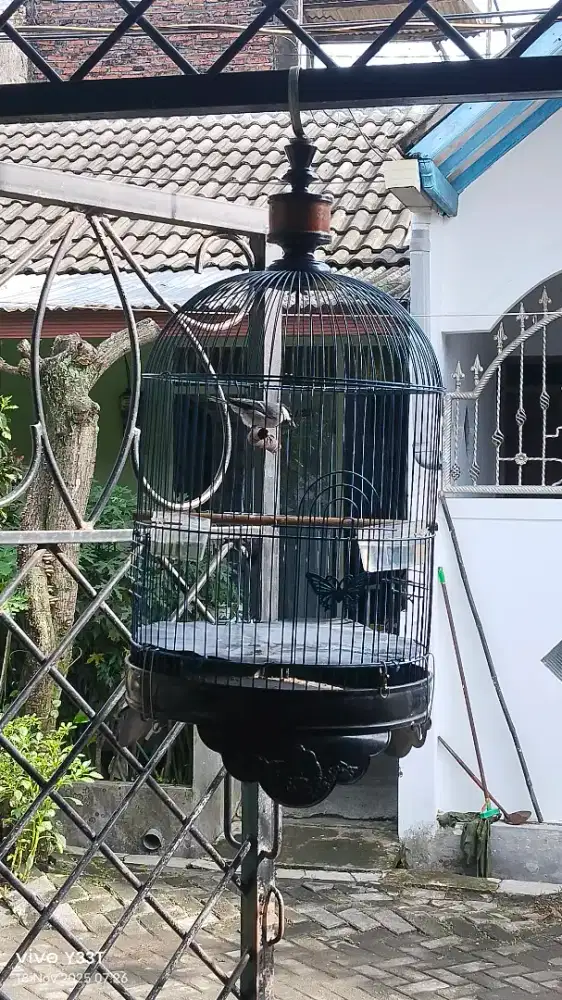 Burung gelatik gacor