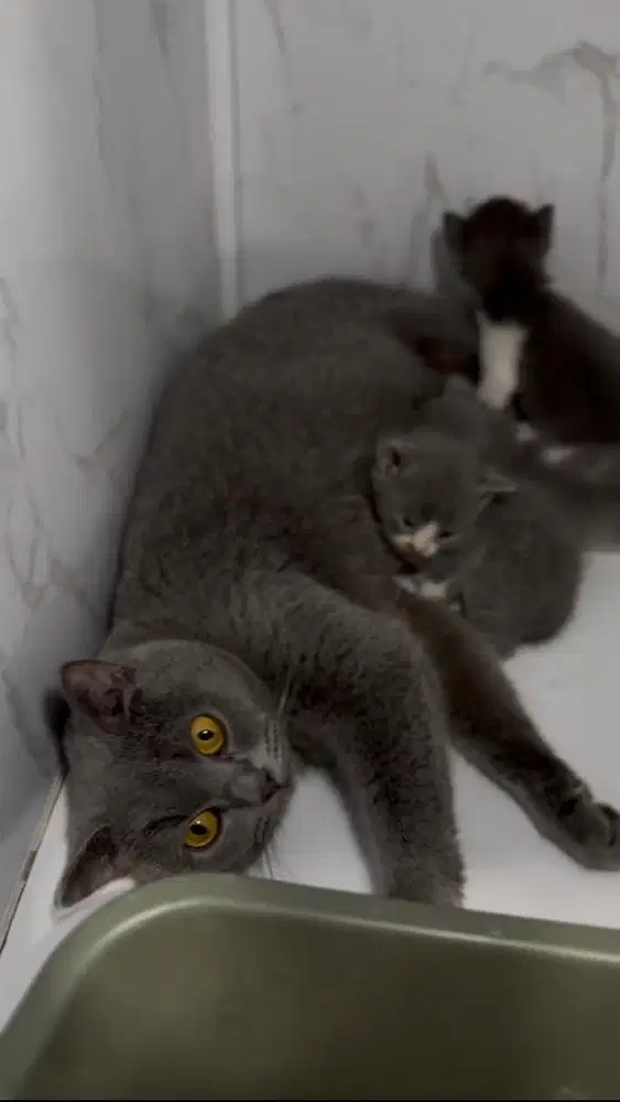 Kucing British Shorthair