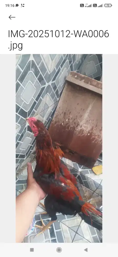 Ayam bangkok   usia  6  bulan