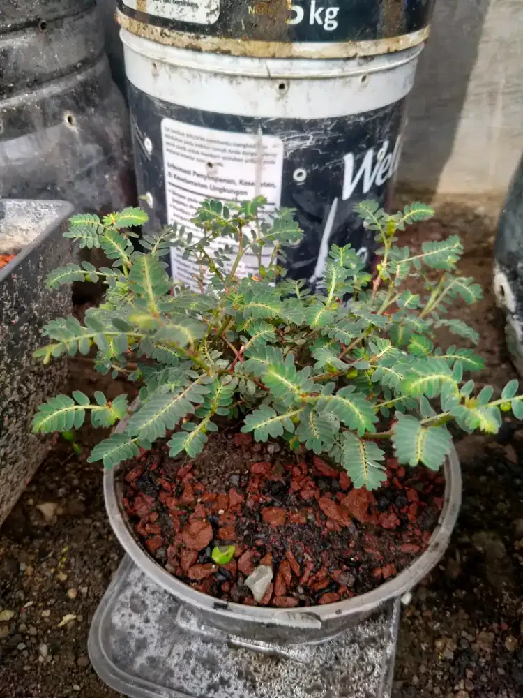 TANAMAN HERBAL MENIRAN MERAH