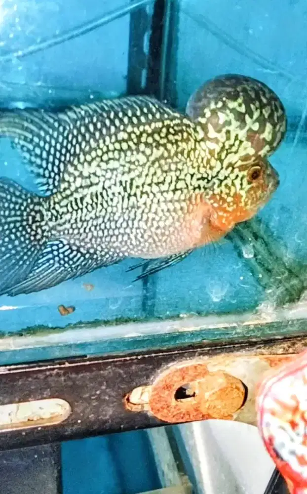 Louhan cencu SRM big head