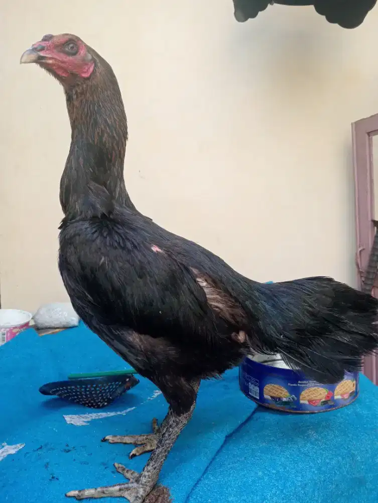 Ayam betina koytrad body bsar msh 8 blnan