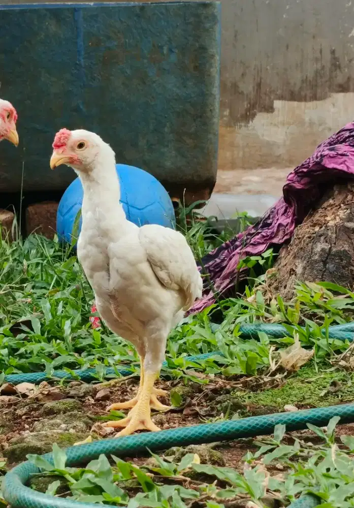 Ayam Ko Shamo Mini Jepang