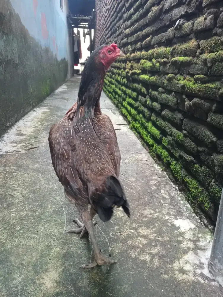 Ayam betina Mangon Silangan