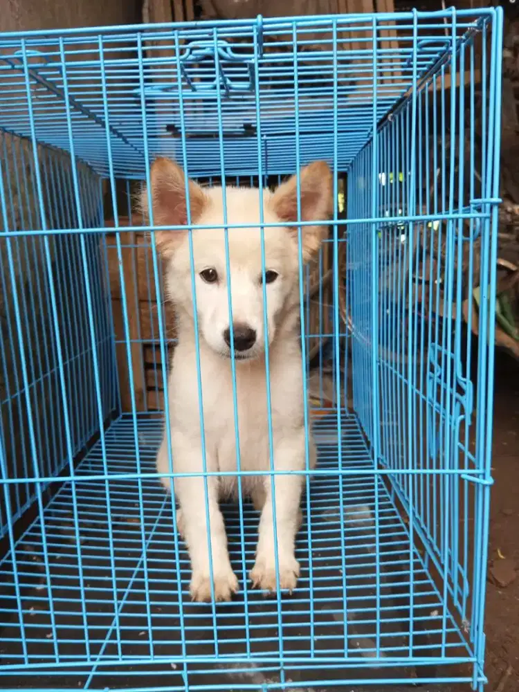 Anakan anjing ras mix