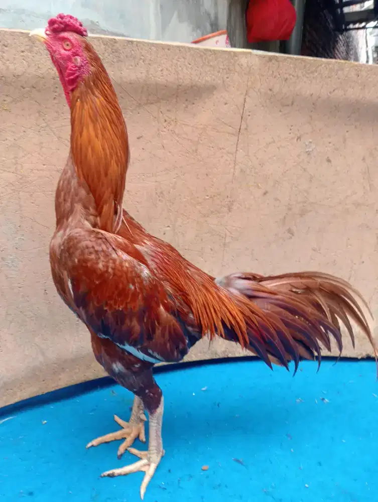 Ayam bangkok klasik pukul jalu