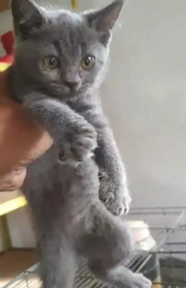 Kucing mix BSH betina waru