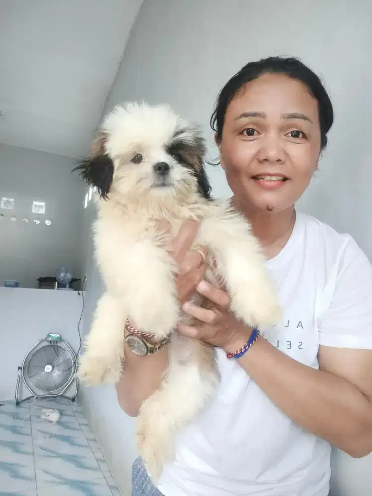 Shitzhu pure kosongan