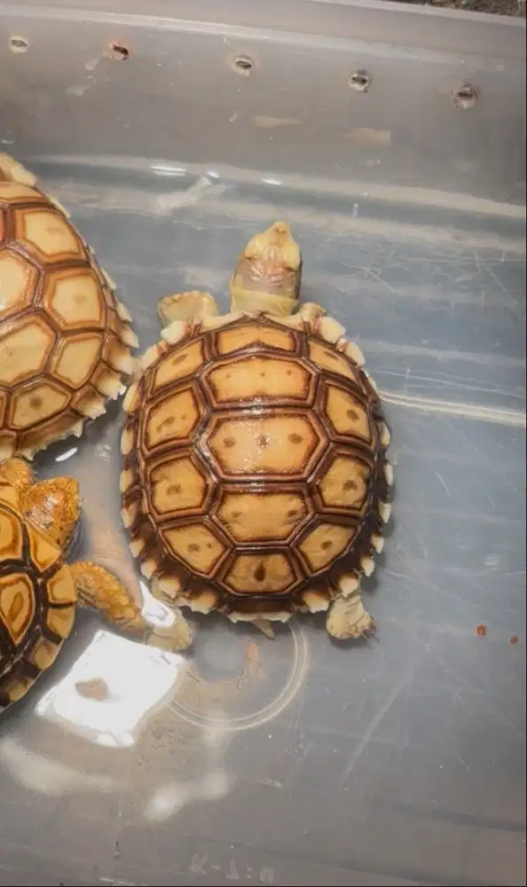 Kura kura darat Sulcata murmer