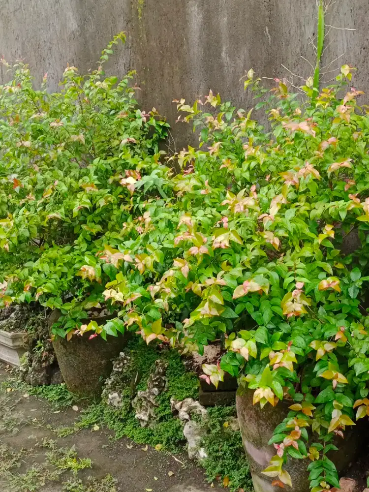 Bonsai beringin dollar dan pohon dewandaru.