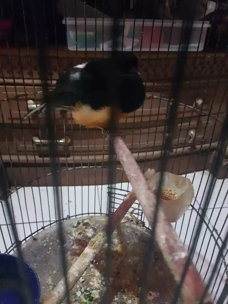 Muray bety ring usia mapan