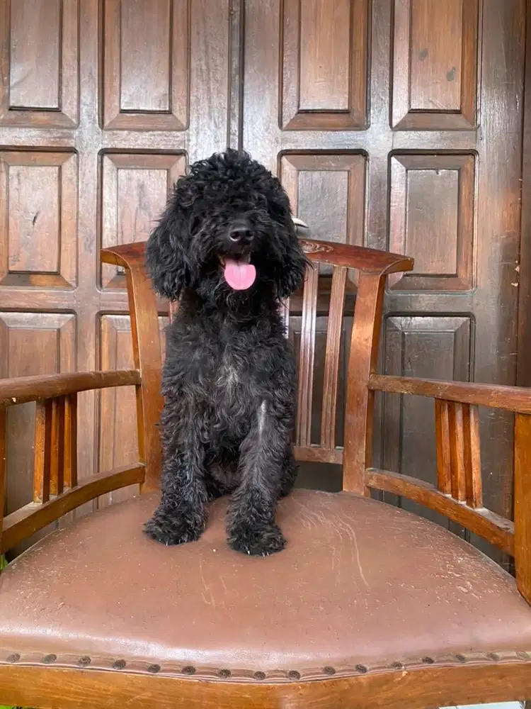 Toy poodle betina 9bulan MURMER