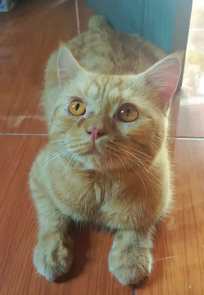 Kucing Scottish mix x BSH mix