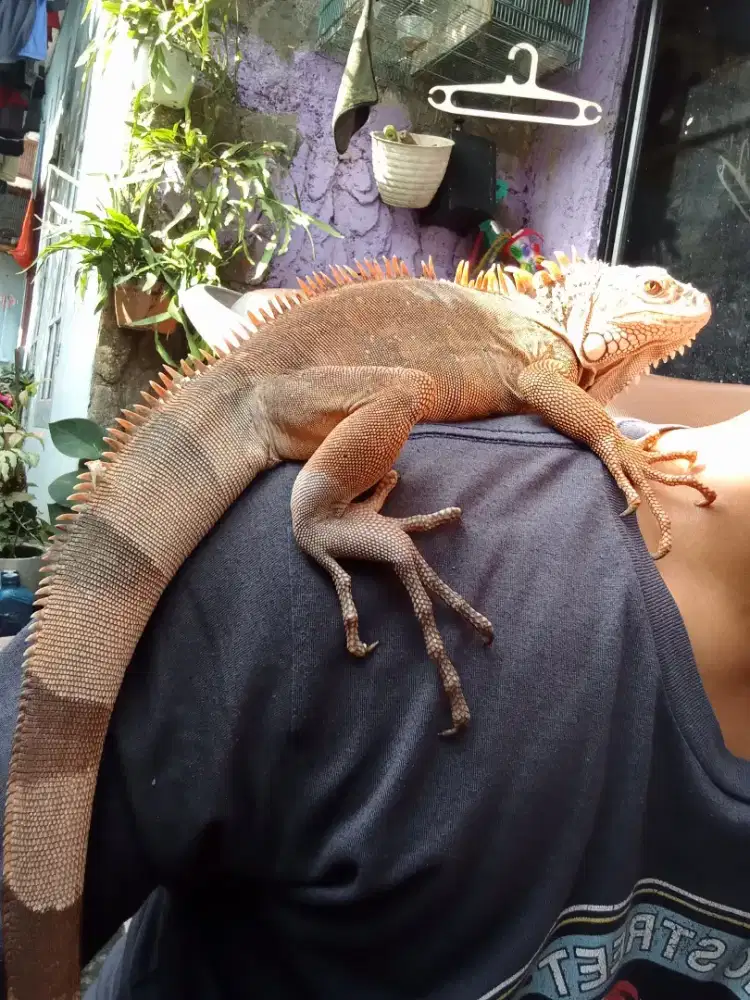 IGUANA RED RAWATAN