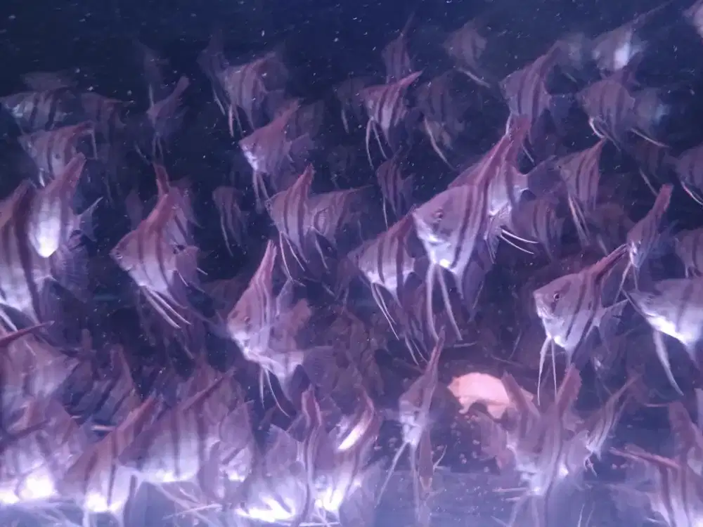 IKAN MANFIS ALTUM kw